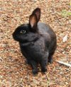 adoptable Rabbit in scotts valley, CA named Bean