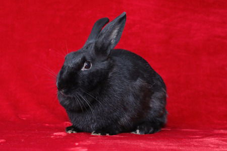 adoptable Rabbit in Scotts Valley, CA named Beauty aka Bean