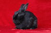 adoptable Rabbit in Scotts Valley, CA named Beauty aka Bean