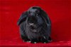adoptable Rabbit in scotts valley, CA named Boogie aka Biggie