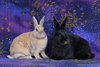 Delphynae Zen & Carina Antonia (bonded pair) - Photo 1