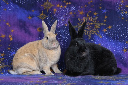 DELPHYNAE ZEN & CARINA ANTONIA (BONDED PAIR) - Bunny Rabbit available for adoption