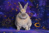 Delphynae Zen & Carina Antonia (bonded pair) - Photo 2