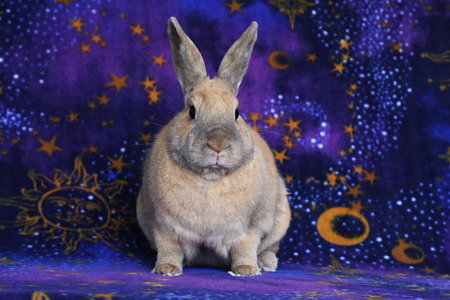DELPHYNAE ZEN & CARINA ANTONIA (BONDED PAIR) - Bunny Rabbit available for adoption