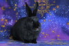 Delphynae Zen & Carina Antonia (bonded pair) - Photo 3