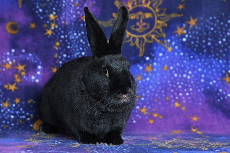Photo 3 of Delphynae Zen & Carina Antonia (bonded pair)