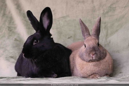 adoptable Rabbit in Scotts Valley, CA named Delphynae Zen & Carina Antonia (bonded pair)