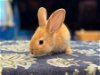 adoptable Rabbit in scotts valley, CA named Arya