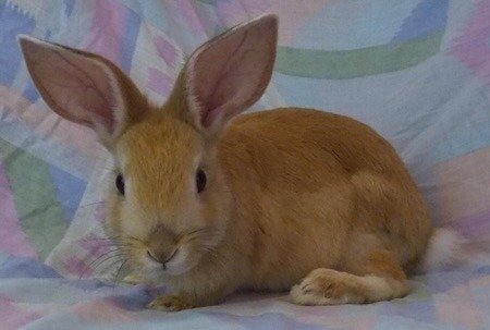 adoptable Rabbit in Scotts Valley, CA named Arya