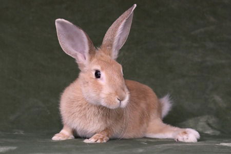 adoptable Rabbit in Scotts Valley, CA named Arya