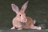 adoptable Rabbit in Scotts Valley, CA named Arya