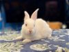 adoptable Rabbit in valley, AL named Pavi