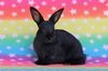 adoptable Rabbit in  named Raven