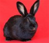 adoptable Rabbit in valley, AL named Carina Antonia