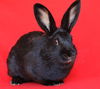 adoptable Rabbit in Scotts Valley, CA named Carina Antonia