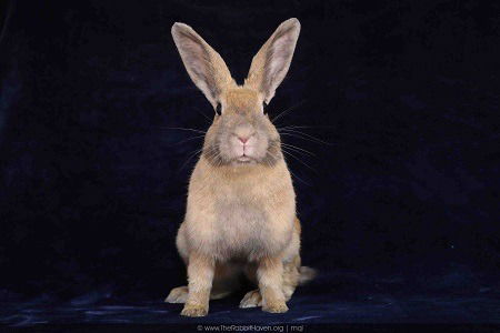 adoptable Rabbit in Scotts Valley, CA named Delphynae Zen