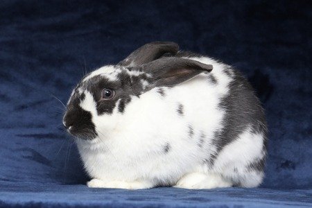 adoptable Rabbit in Scotts Valley, CA named Cookie