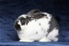 adoptable Rabbit in  named Cookie
