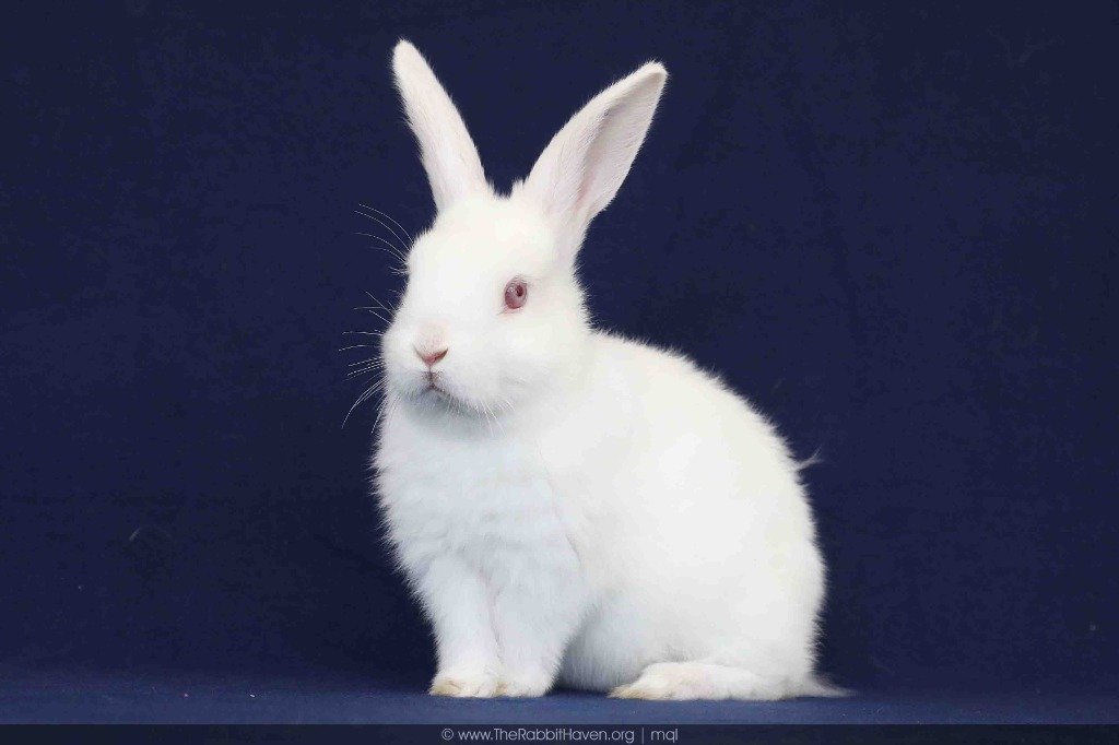 adoptable Rabbit in Scotts Valley, CA named Nazomi