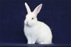adoptable Rabbit in  named Nazomi