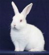 adoptable Rabbit in  named Nazomi