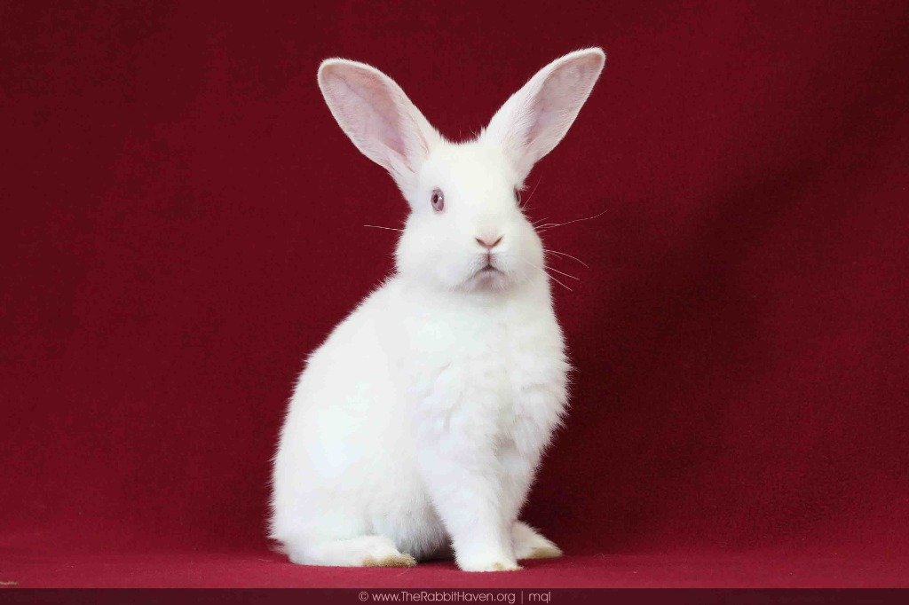 adoptable Rabbit in Scotts Valley, CA named Yori
