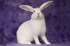 adoptable Rabbit in  named Yori