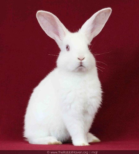 YORI - New Zealand available for adoption