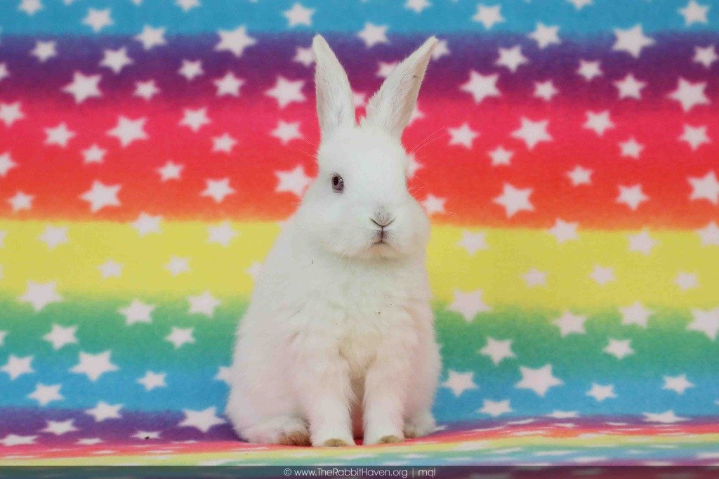 adoptable Rabbit in Scotts Valley, CA named Izumi