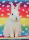 adoptable Rabbit in  named Izumi