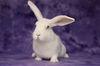 adoptable Rabbit in Scotts Valley, CA named Izumi