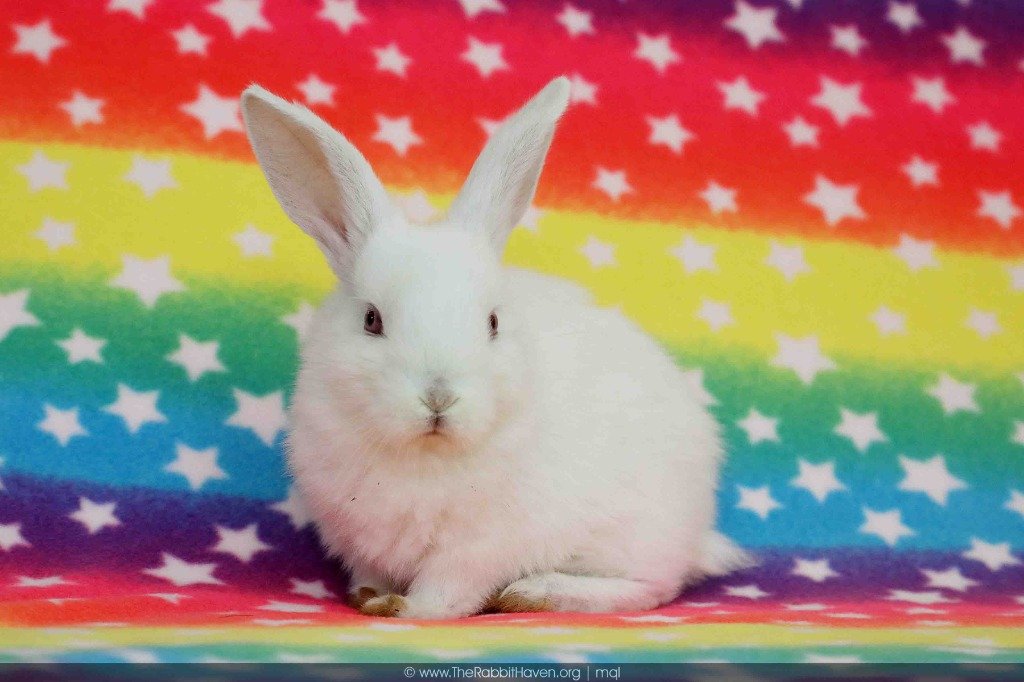 adoptable Rabbit in Scotts Valley, CA named Ren
