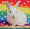 adoptable Rabbit in  named Ren