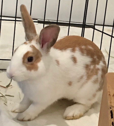 adoptable Rabbit in Scotts Valley, CA named Matea