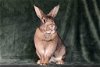 adoptable Rabbit in valley, AL named Spice fka Brownie