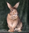 adoptable Rabbit in Scotts Valley, CA named Spice fka Brownie