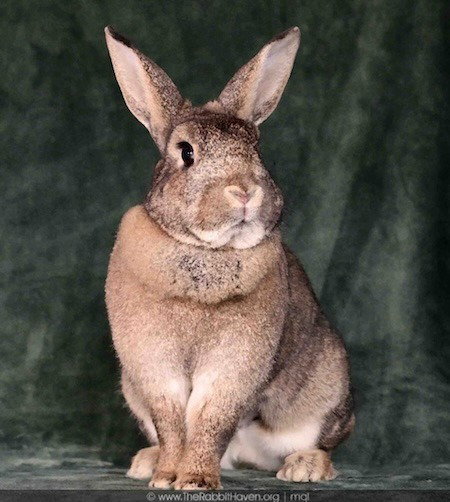 SPICE FKA BROWNIE - Bunny Rabbit available for adoption