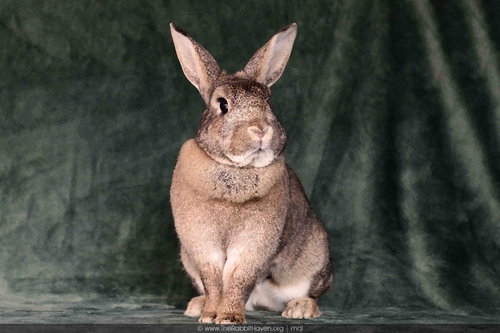 SPICE FKA BROWNIE - Bunny Rabbit available for adoption