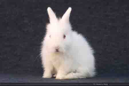 adoptable Rabbit in Scotts Valley, CA named Wren now Marie