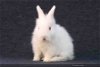 adoptable Rabbit in  named Wren now Marie