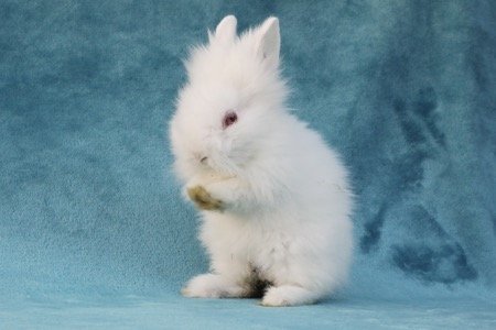 adoptable Rabbit in Scotts Valley, CA named Gavi