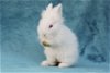 adoptable Rabbit in  named Gavi