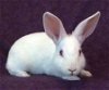 adoptable Rabbit in valley, AL named Pixie