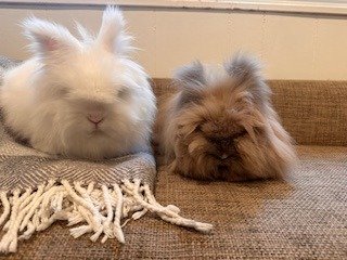 adoptable Rabbit in Scotts Valley, CA named Max and Eloise (bonded pair)
