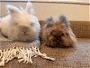 adoptable Rabbit in  named Max and Eloise (bonded pair)
