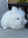 adoptable Rabbit in  named Eloise (part of bonded pair)