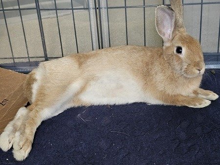 adoptable Rabbit in Scotts Valley, CA named Dahlia
