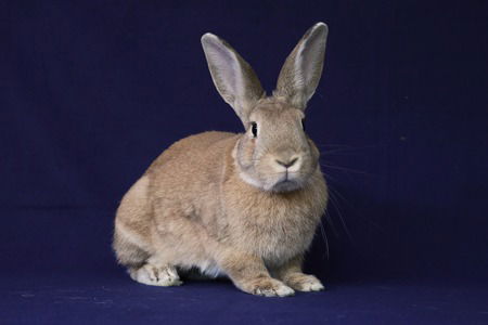 adoptable Rabbit in Scotts Valley, CA named Dahlia