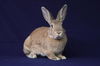 adoptable Rabbit in Scotts Valley, CA named Dahlia