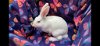 adoptable Rabbit in scotts valley, CA named Andri
